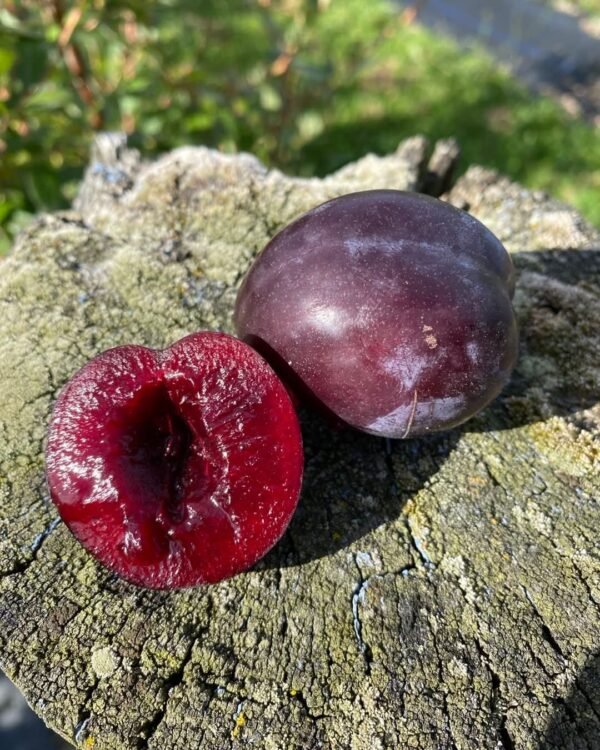 أفضل متجر آيس كريم في دب